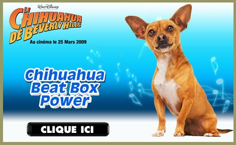 chihuahua-beat-power